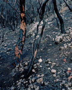 wounded_2013_untitled_001