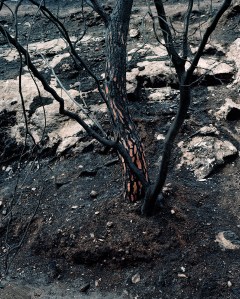 wounded_2013_untitled_006