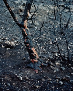 wounded_2013_untitled_008