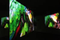 installation ICIA parrot