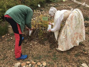 4 collecting madder seeds