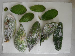5 opuntia pads infected with cochineal