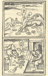 7 nocheztli florentine codex