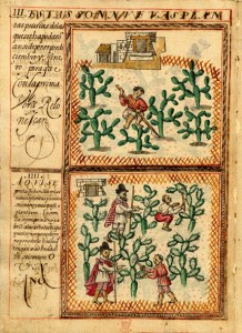 8 colonial production of cochineal