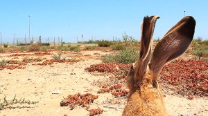 A_Cartography_of_Fantasia_Jakob_Kudsk_Steensen_3