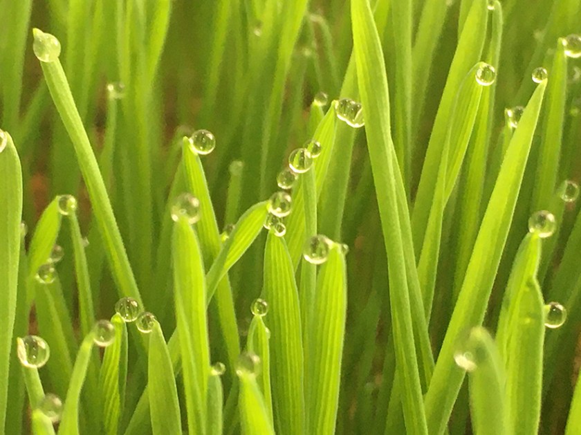 Vivo. Objeto. Virtual